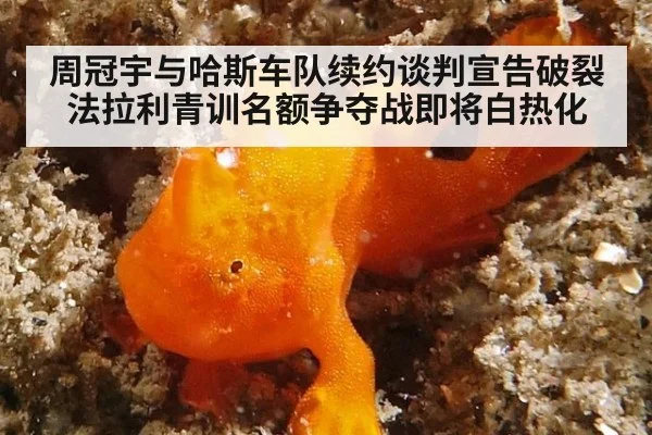 周冠宇与哈斯车队续约谈判宣告破裂 法拉利青训名额争夺战即将白热化