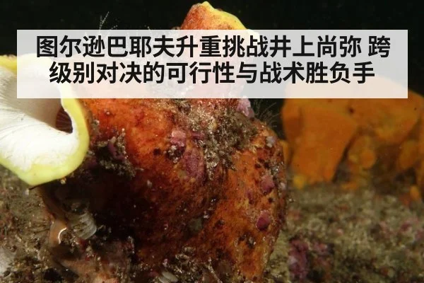 图尔逊巴耶夫升重挑战井上尚弥 跨级别对决的可行性与战术胜负手
